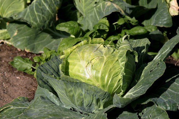 Agri | Bijzonder Beheer